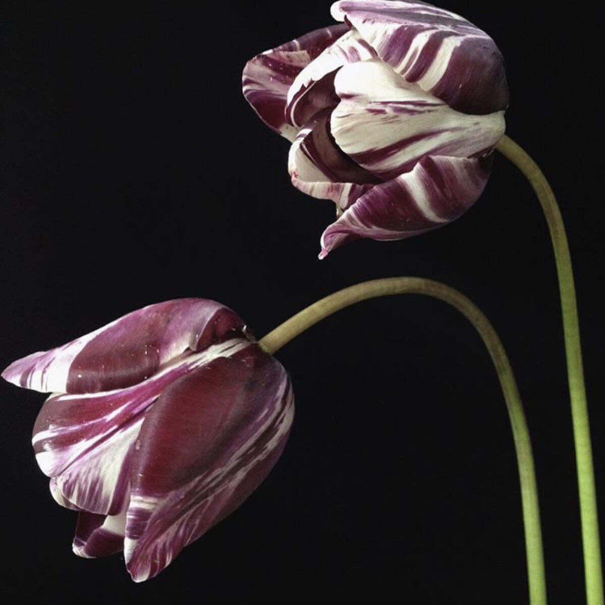 Tulip